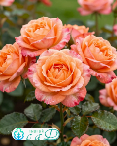 Роза "ВИВЬЕН ВЕСТВУД"