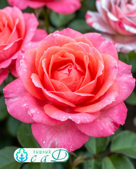 Роза "ЖАРДИН ДЕ ФРАНС"