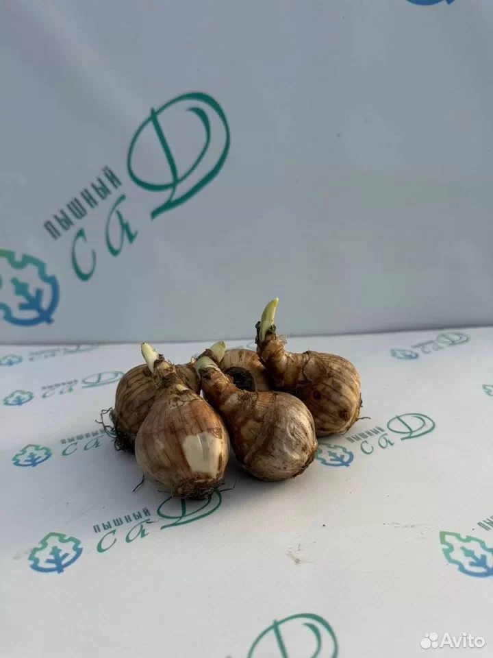 Нарцисс "РОЗОВЫЙ КРУПНОЦВЕТКОВЫЙ" (5 штук)