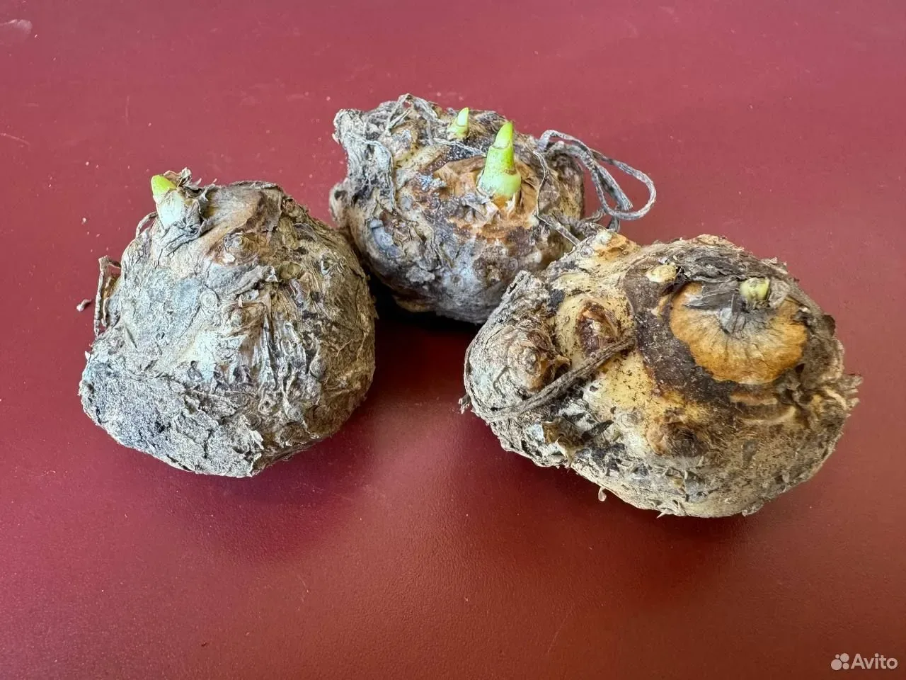 Калла клубни цветов Кантор 3 шт