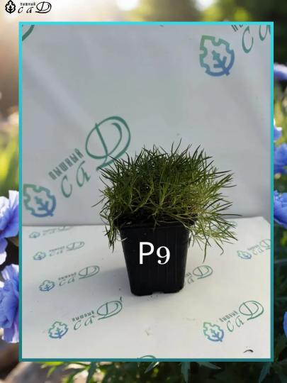 Гвоздика Минерва Саженцы ЗКС 1 шт