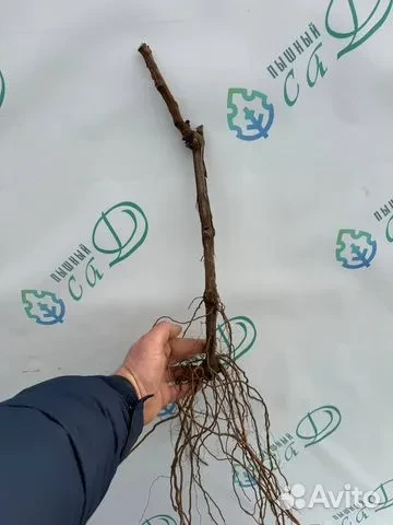 Виноград "АЛИГОТЕ" (сентябрь)