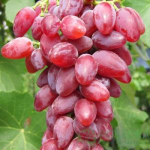 Виноград "ДУБОВСКИЙ РОЗОВЫЙ"